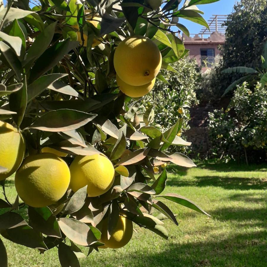 Ourika Timalizene Le Jardin Des Delices Hotel Tamezindert Ngoại thất bức ảnh